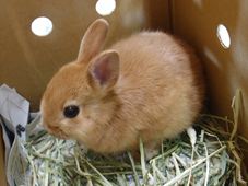 ウサギのホッジス　ネザーランドドワーフ